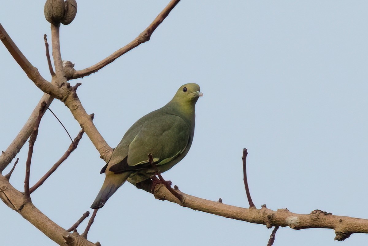 Pink-necked Green-Pigeon - ML505882221