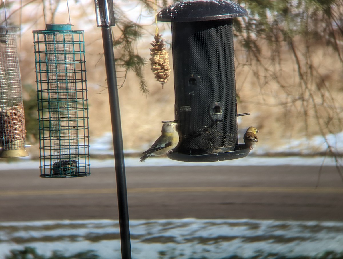 Evening Grosbeak - ML505885071