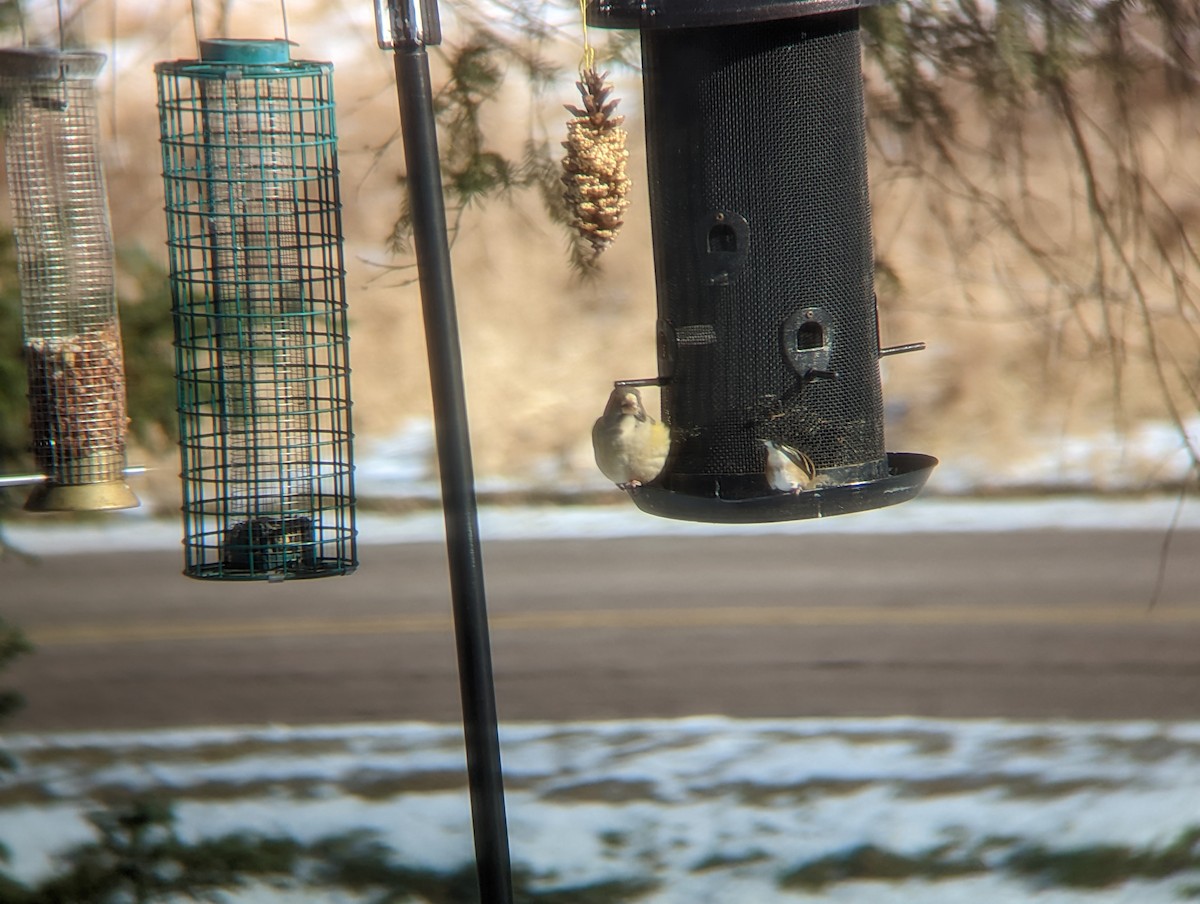 Evening Grosbeak - ML505885081