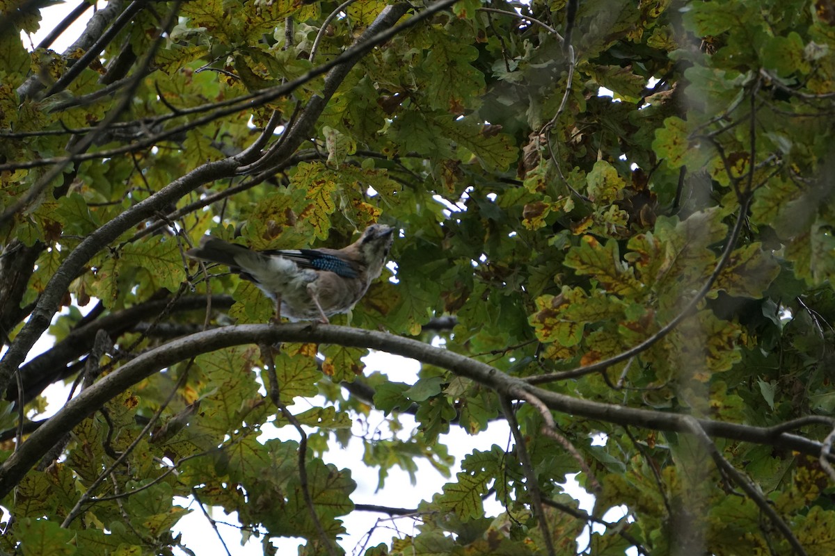 Eurasian Jay - Daniela Oliveira