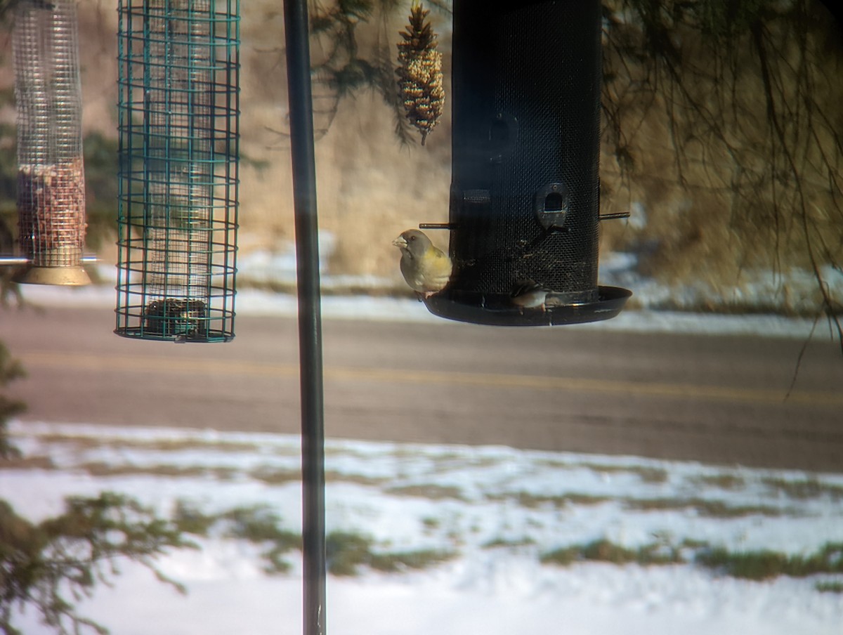 Evening Grosbeak - ML505885281