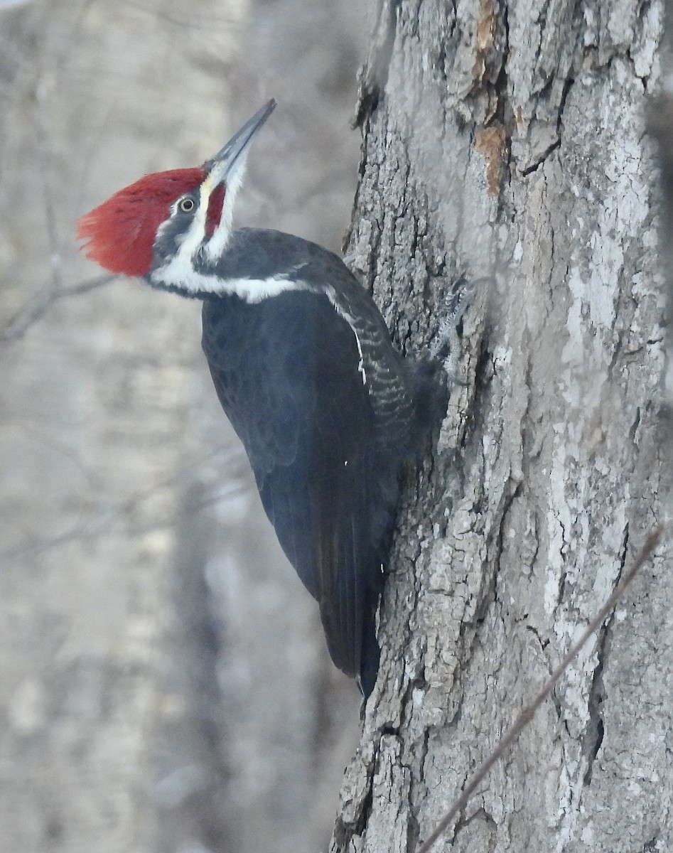Pileated Woodpecker - ML505885571