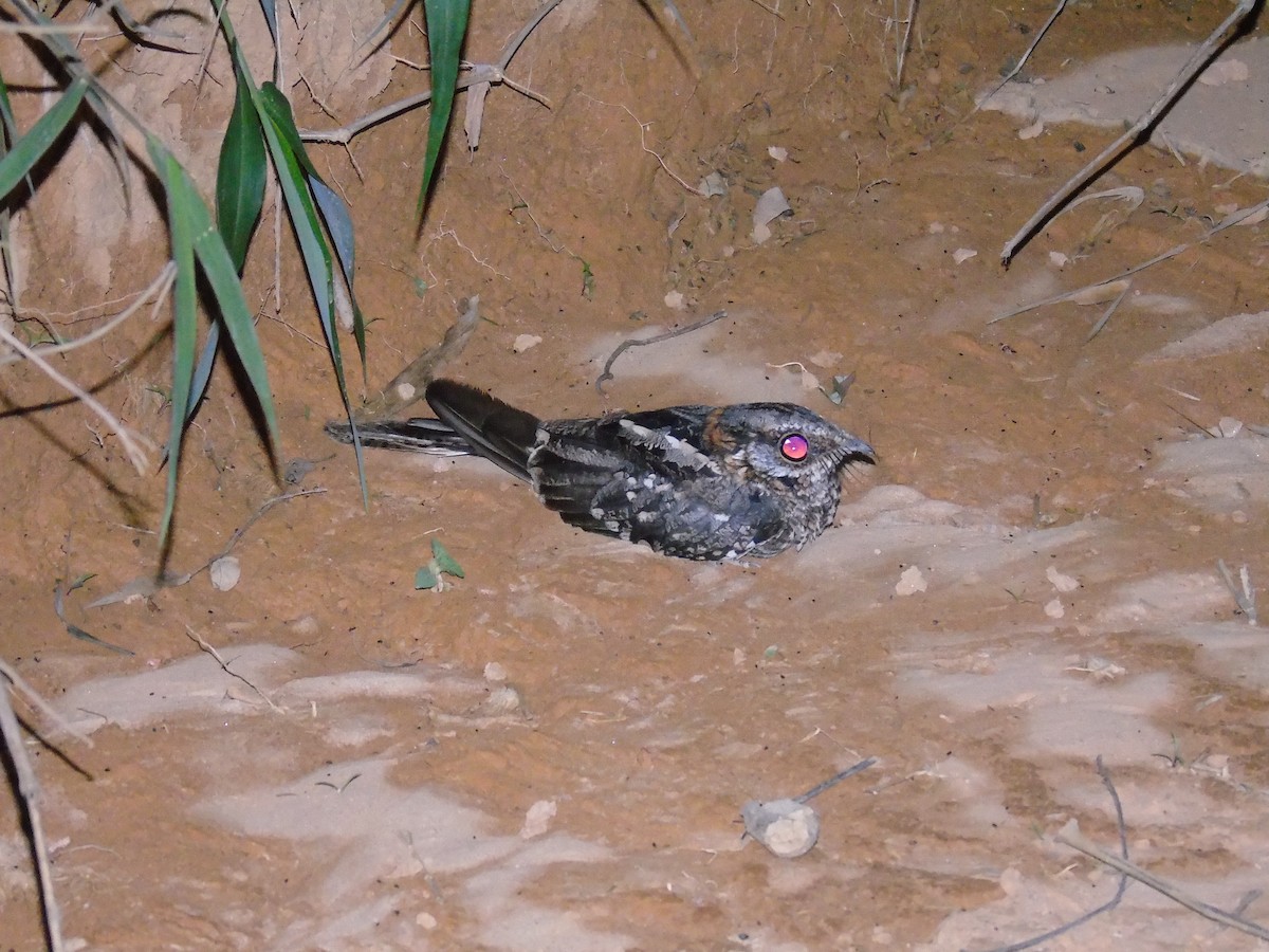 Scissor-tailed Nightjar - ML505887101