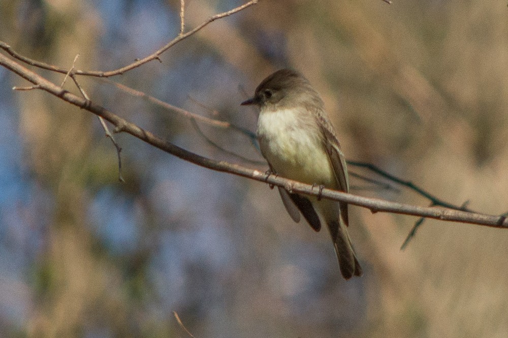 Eastern Phoebe - Linda Lewis