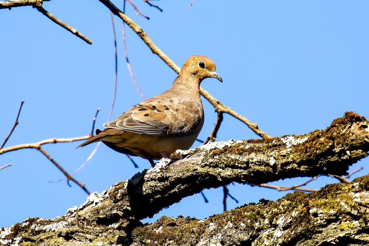 Mourning Dove - ML505887261