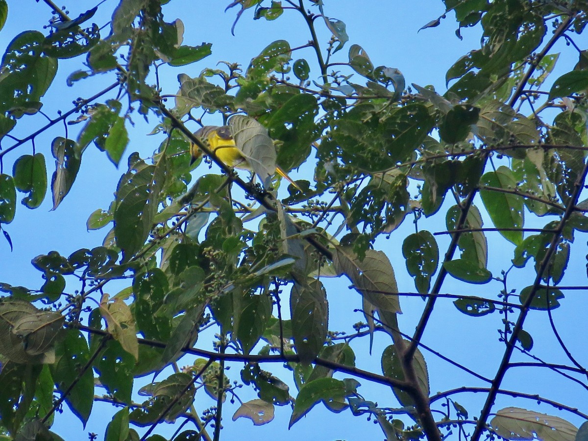 赤紅山椒鳥 - ML50588831