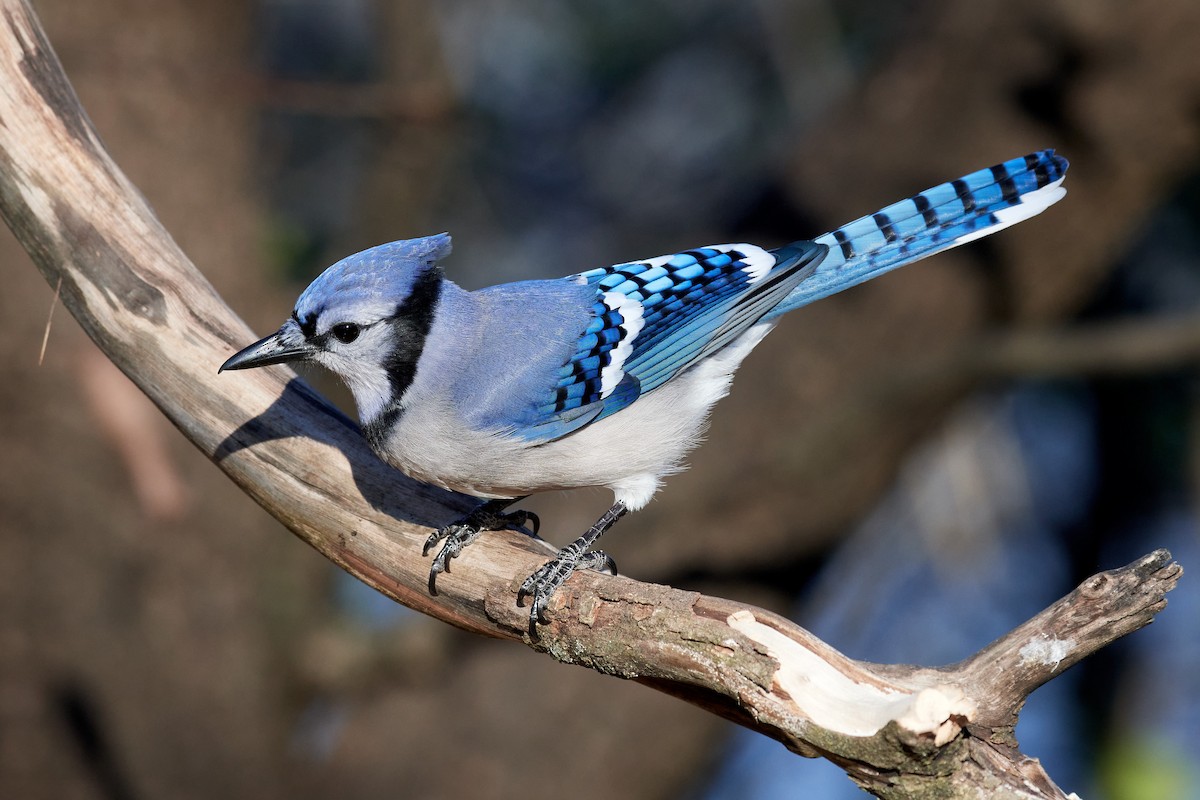 Blue Jay - ML505889091