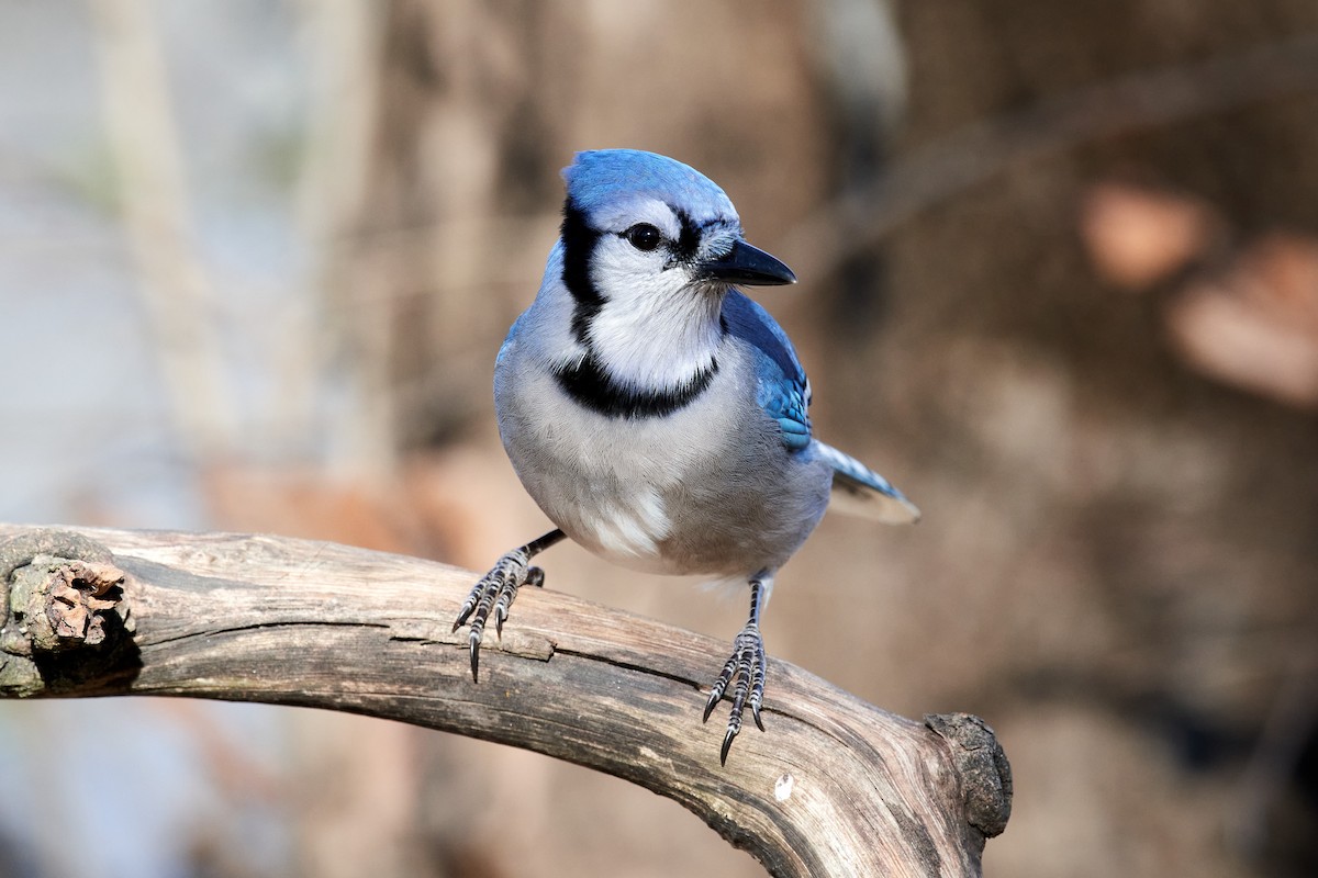 Blue Jay - ML505889131