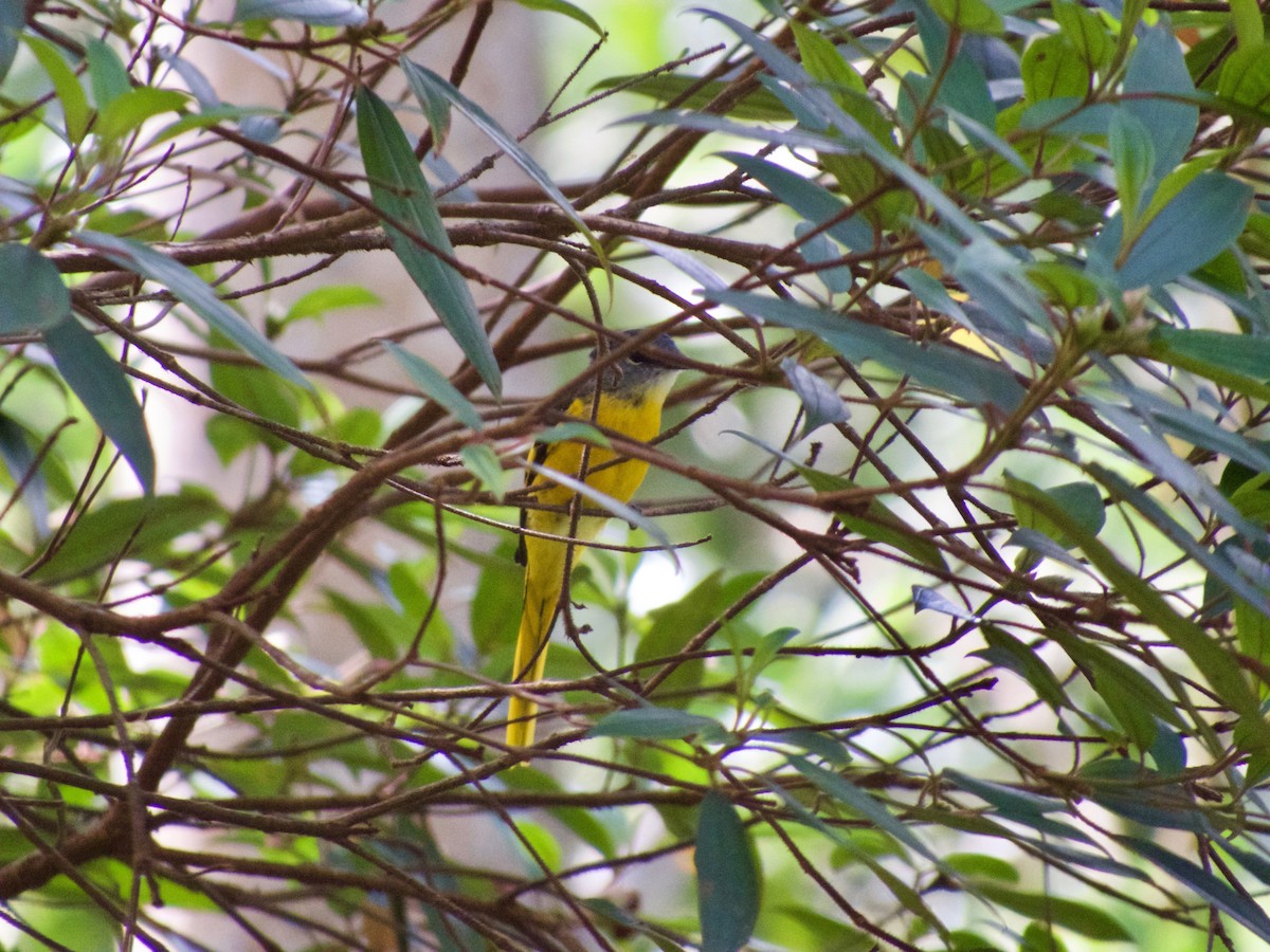 Gray-chinned Minivet - GARY DOUGLAS