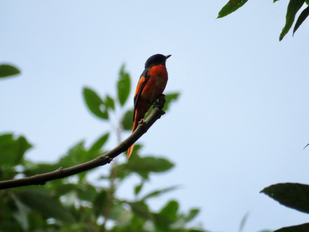 赤紅山椒鳥 - ML50588961