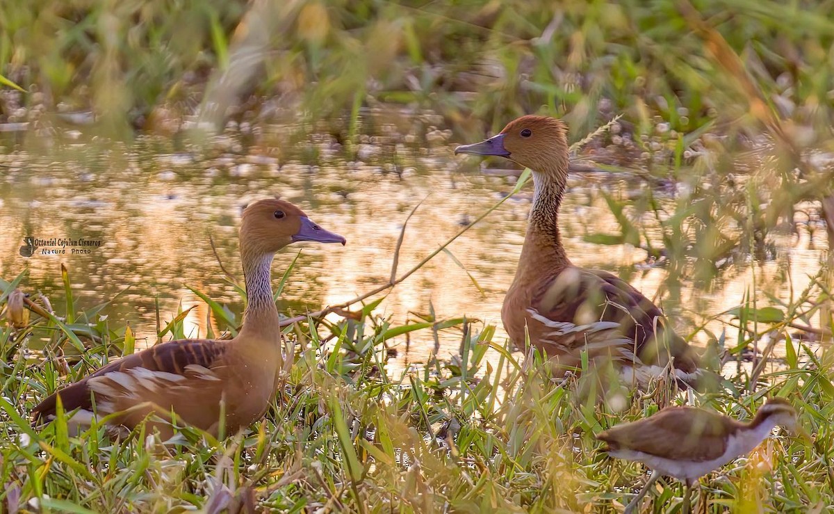 Fulvous Whistling-Duck - Ottoniel Cojulun