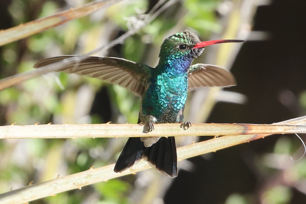 Broad-billed Hummingbird - ML50588981