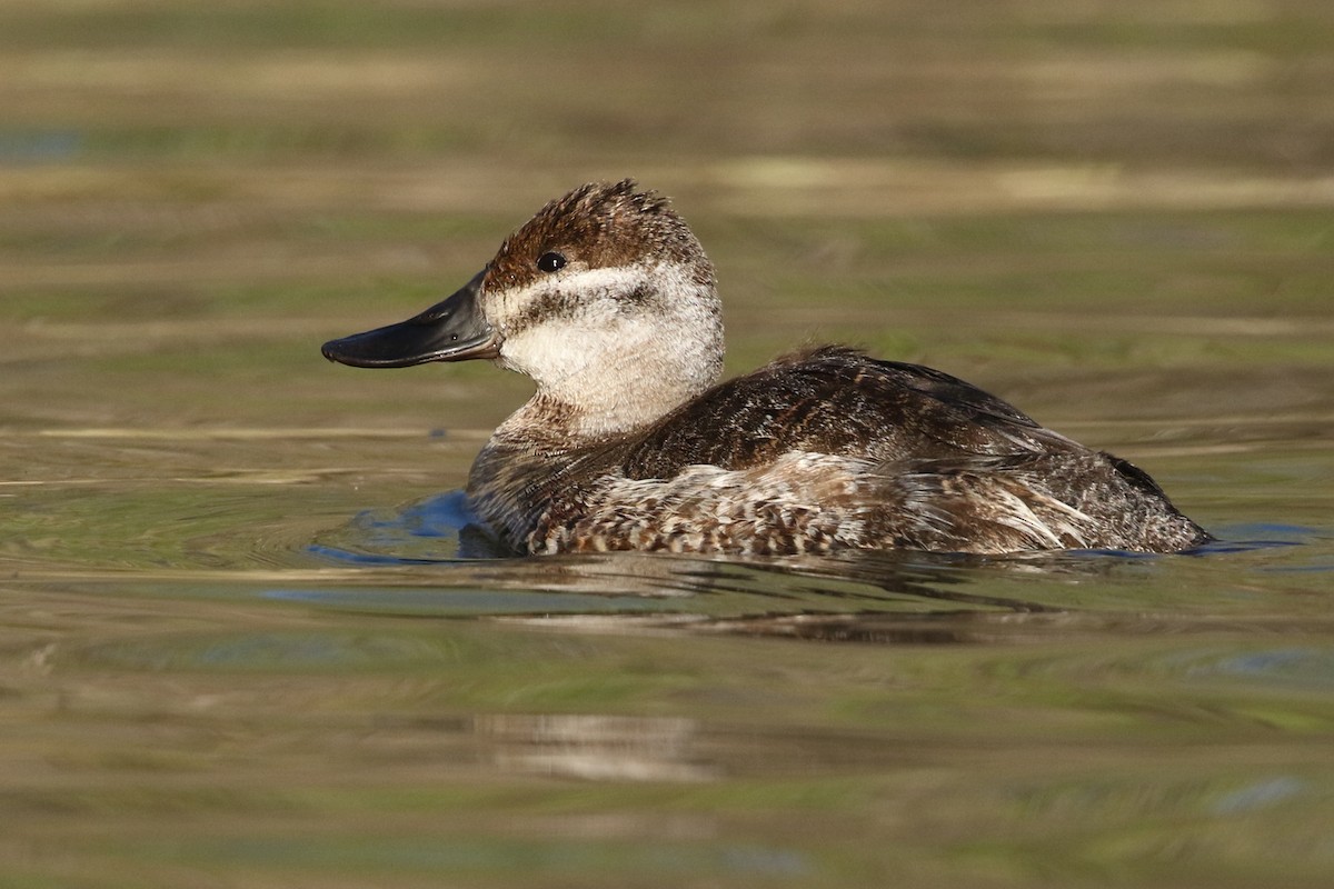 Ruddy Duck - David Yeamans