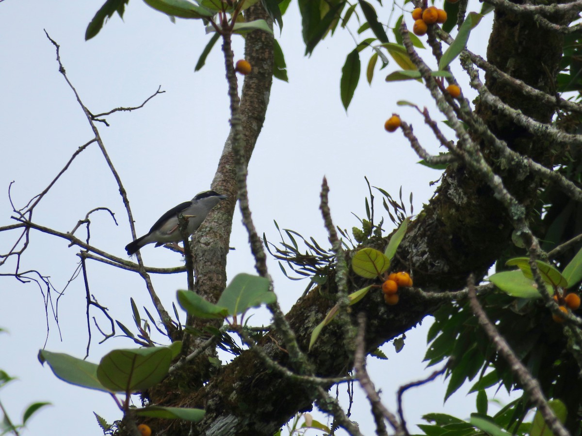 White-browed Shrike-Babbler - ML50589051