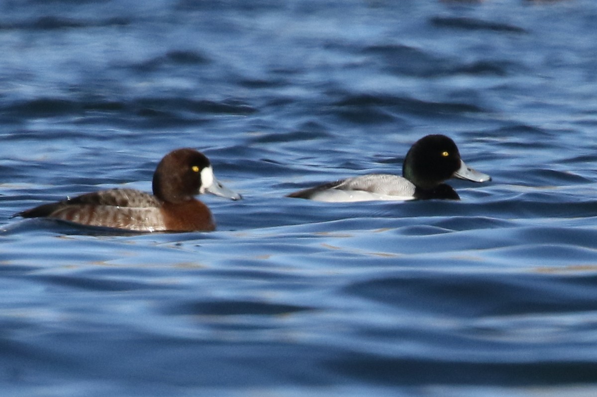 Greater Scaup - David Yeamans