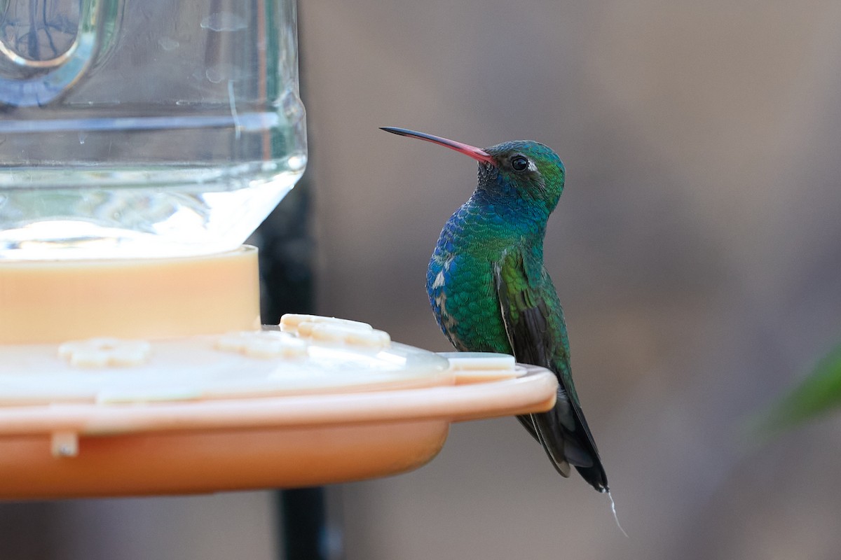 Broad-billed Hummingbird - Jonathan Casanova