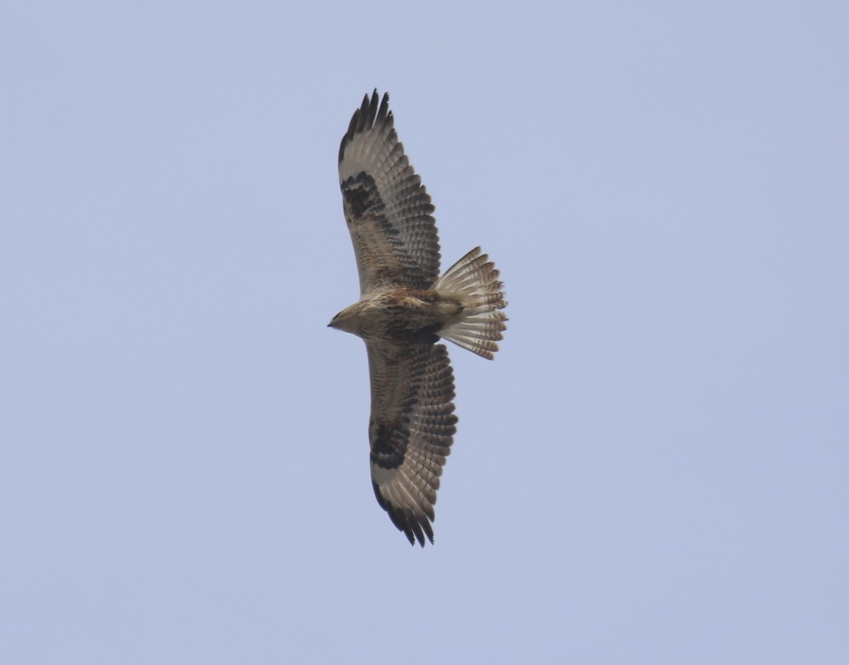 Eastern Buzzard - Bassel Abi Jummaa