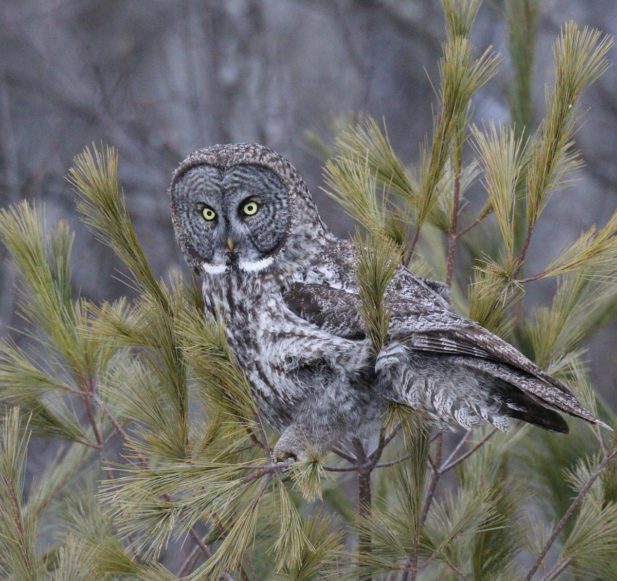 Great Gray Owl - ML50589331