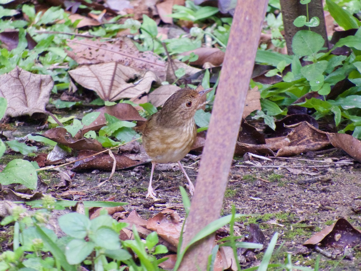 Buff-breasted Babbler - ML50589411