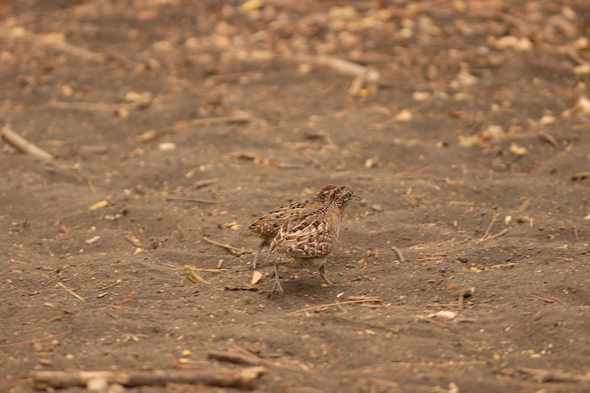 Madagascar Buttonquail - ML505894251