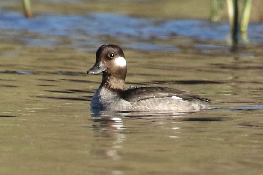 Bufflehead - ML50589471