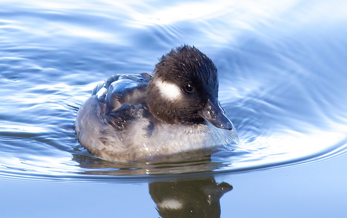 Bufflehead - ML505895531