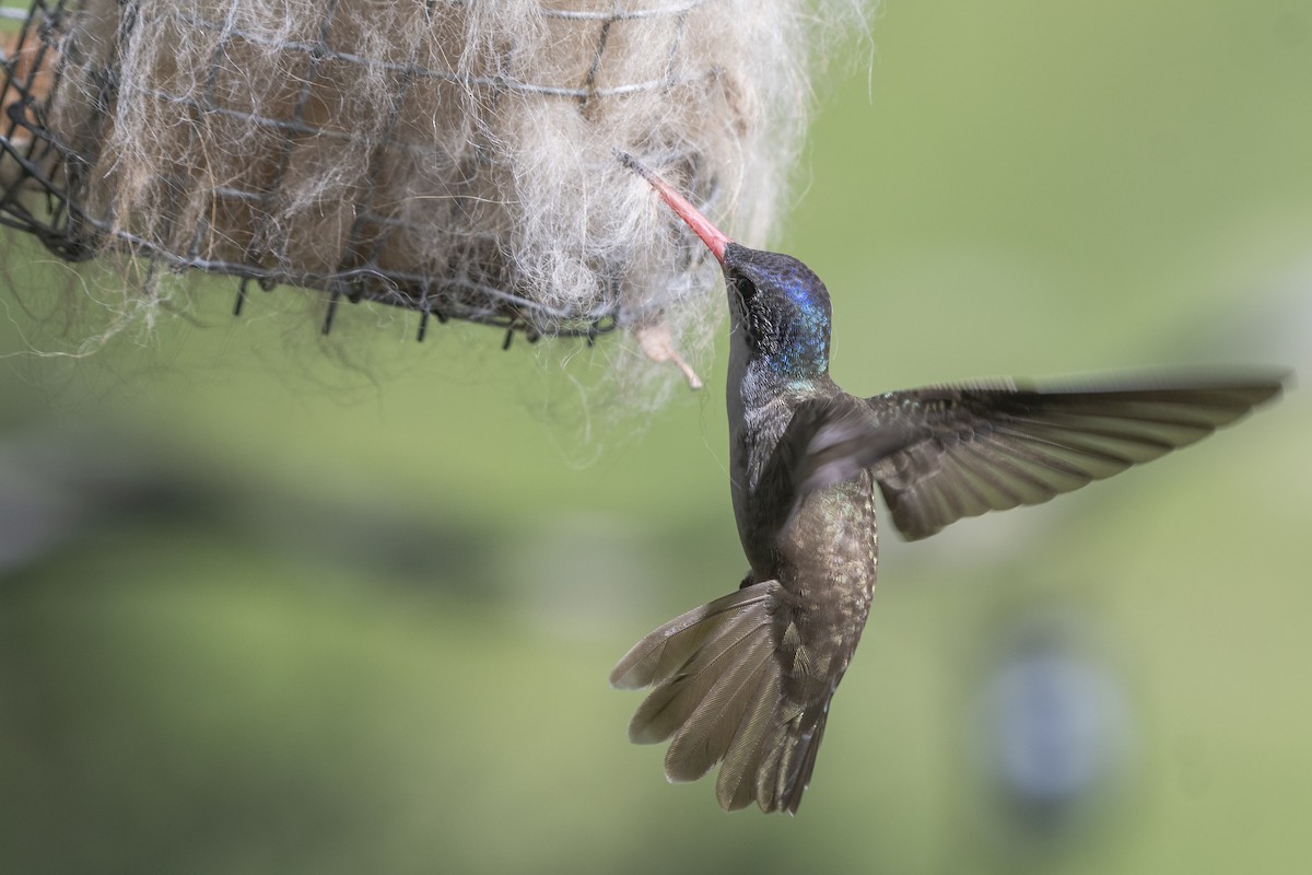 Violet-crowned Hummingbird - Bryan Calk