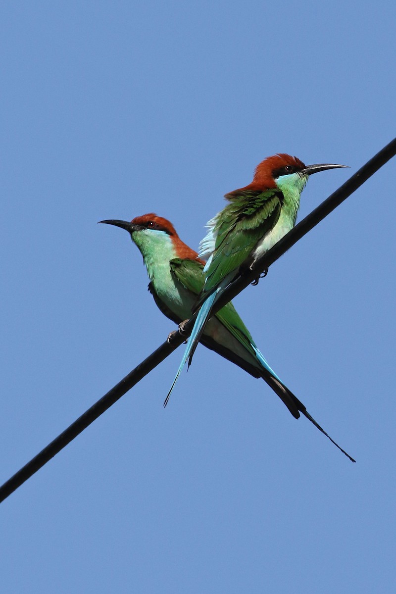 Rufous-crowned Bee-eater - ML50589641