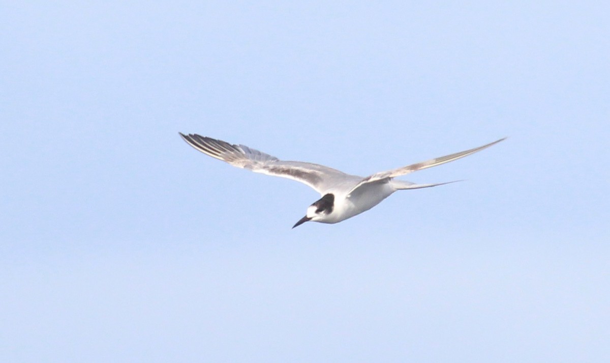 Common Tern - ML505896411