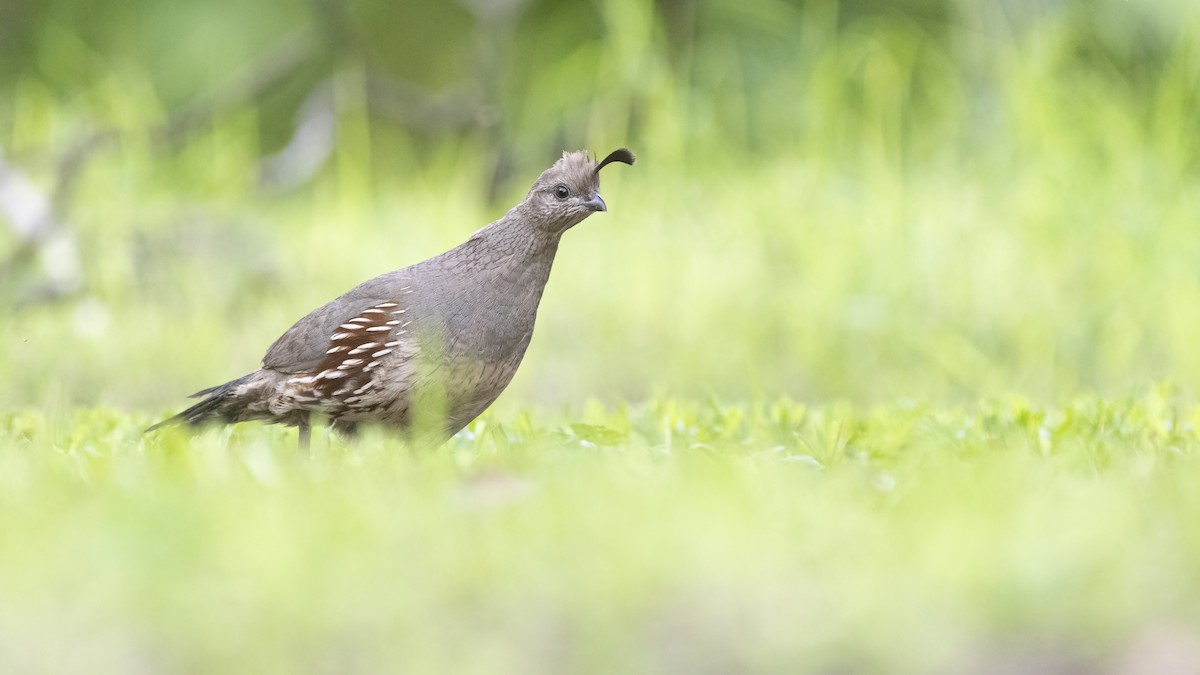 Gambel's Quail - ML505896581