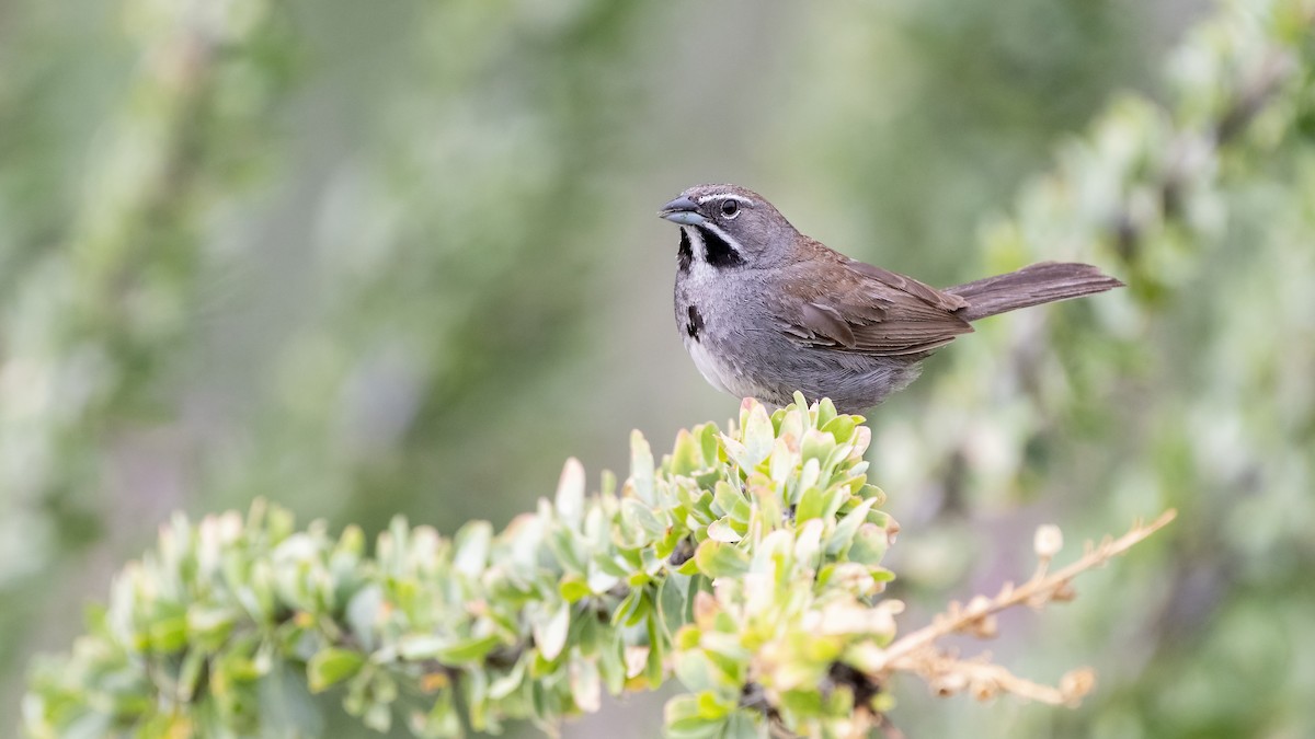 Five-striped Sparrow - ML505896951