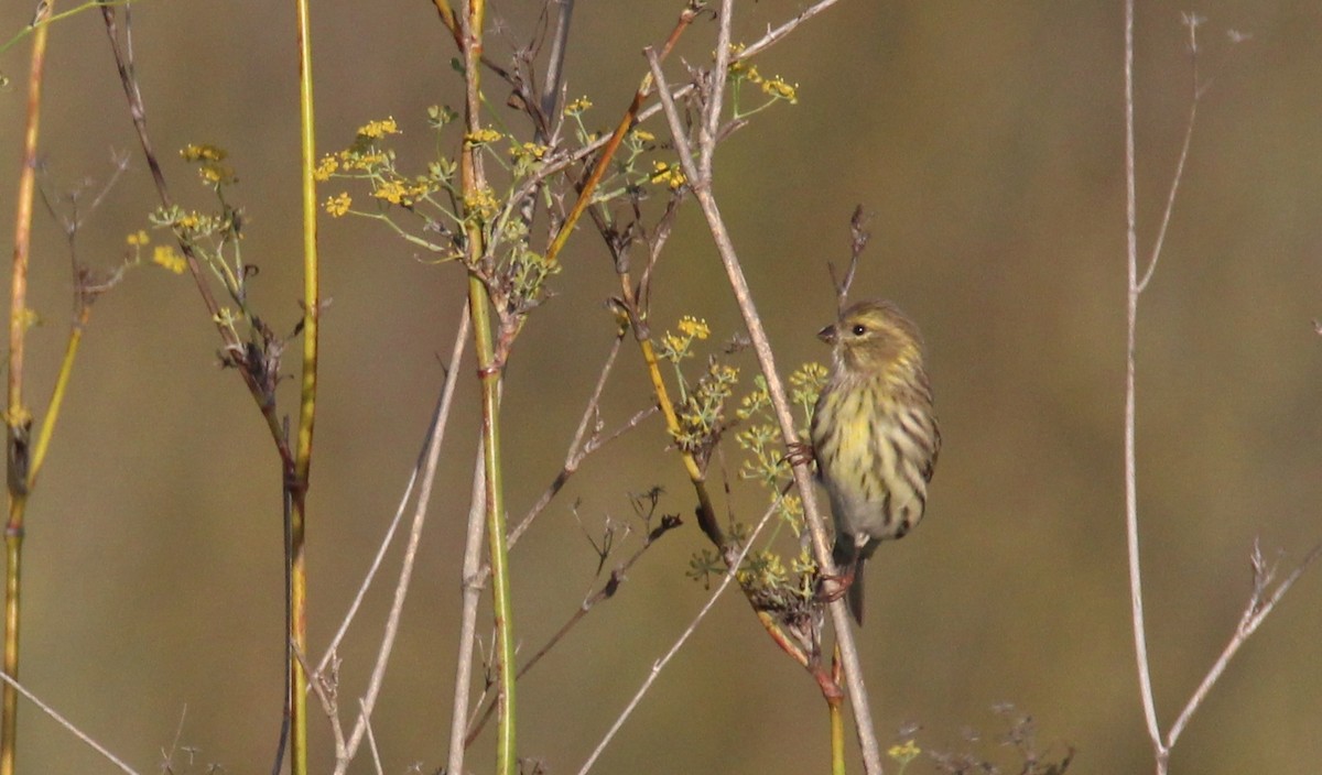 European Serin - ML505897291