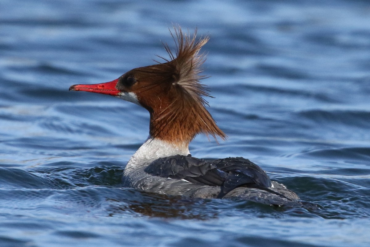 Common Merganser - ML50589731