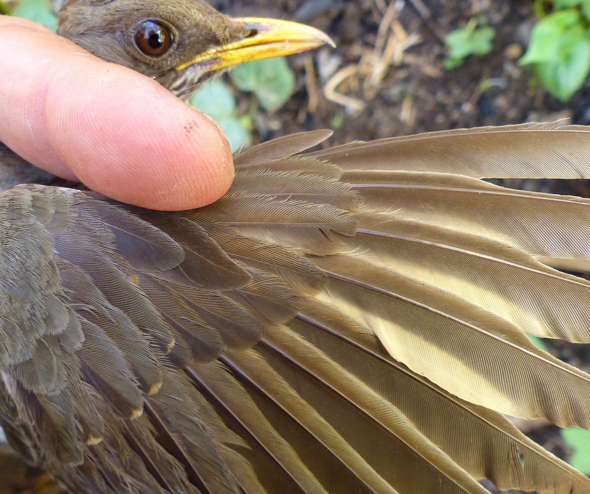 Creamy-bellied Thrush - ML505897551