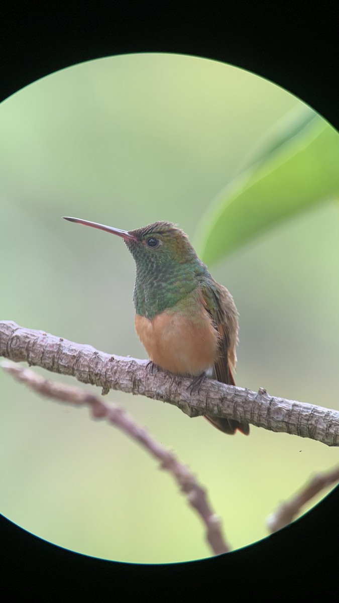 kolibřík kaštanovobřichý - ML505897611