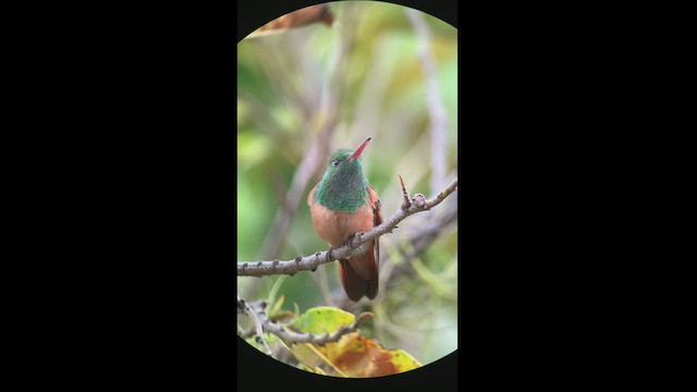 Chestnut-bellied Hummingbird - ML505897621