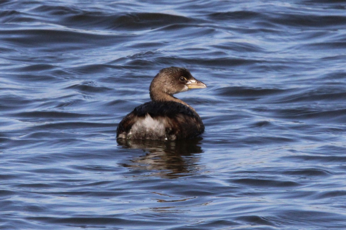 Pied-billed Grebe - ML505897981