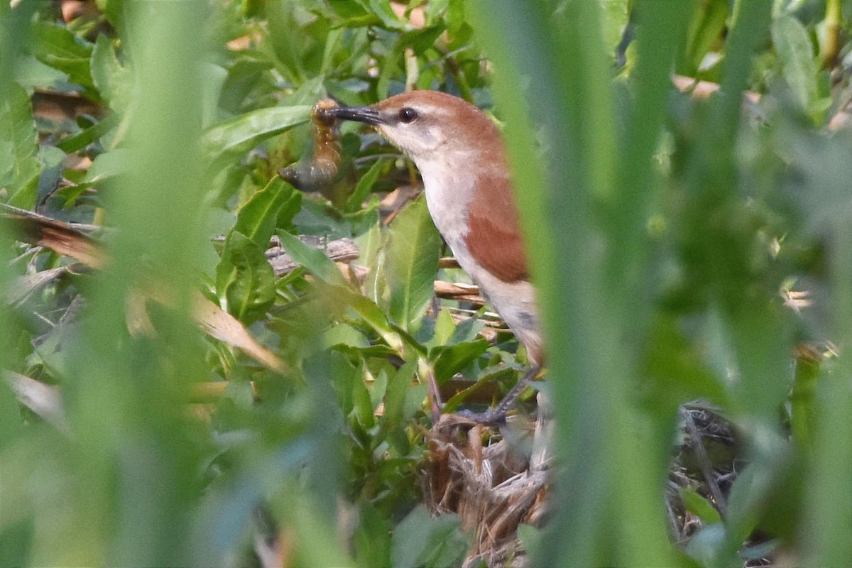 Yellow-chinned Spinetail - ML505898041