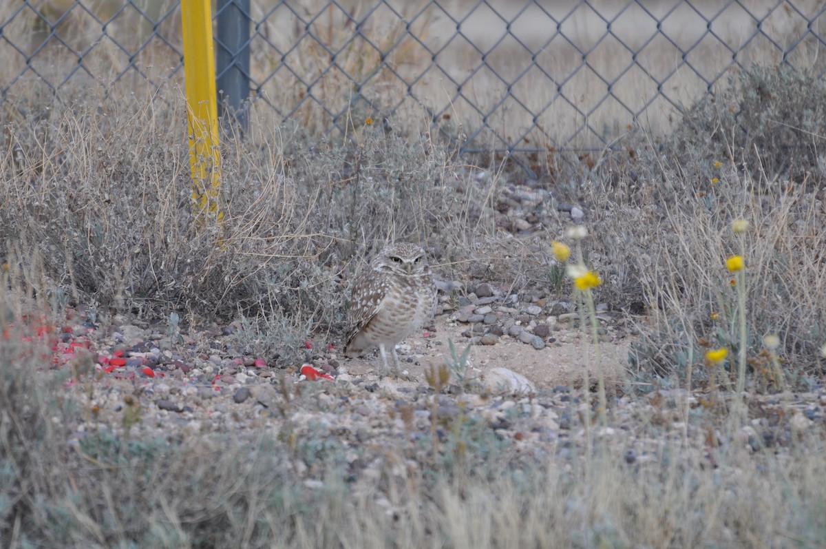 Burrowing Owl (Western) - Anthony Dorman