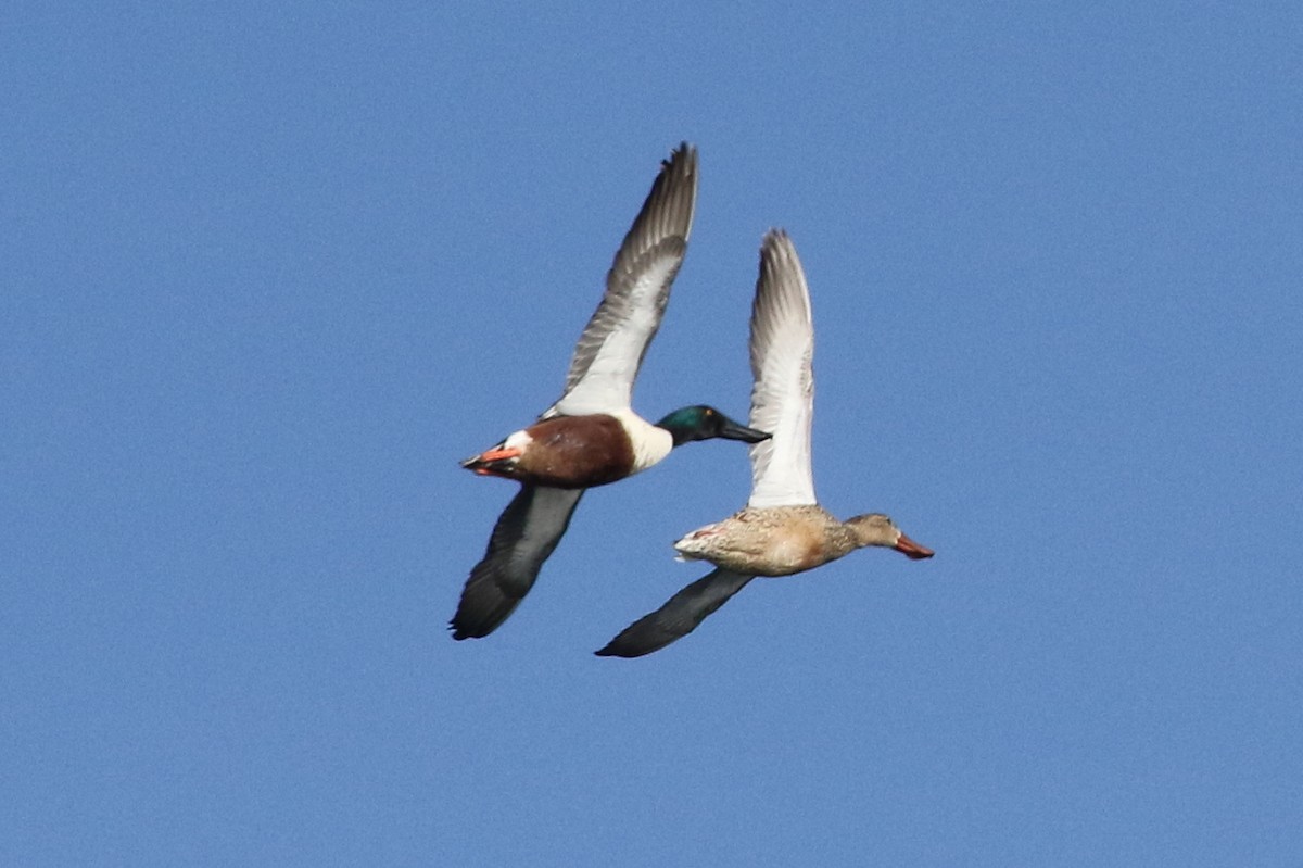 Northern Shoveler - ML50589881