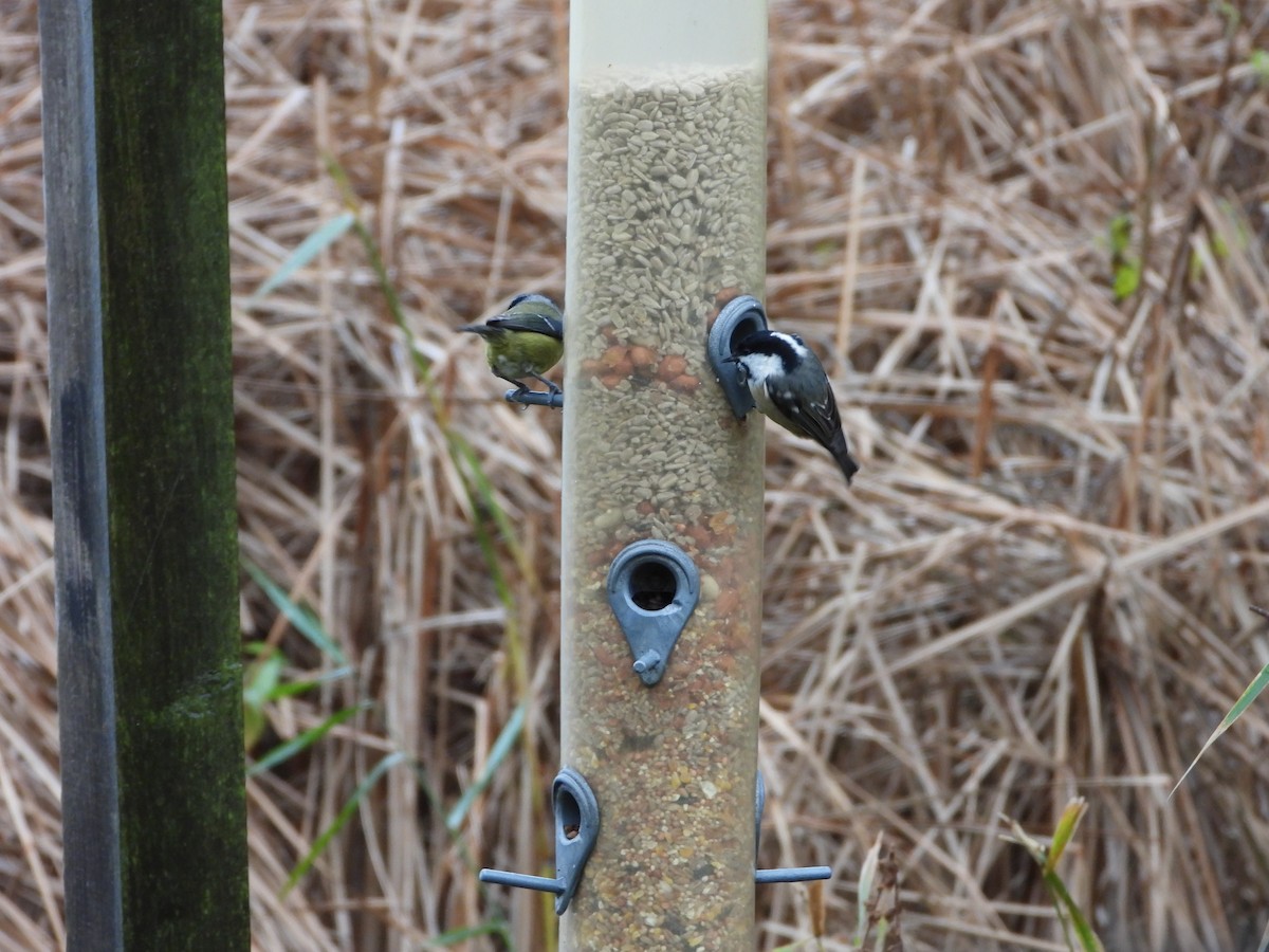 Coal Tit - ML505899871