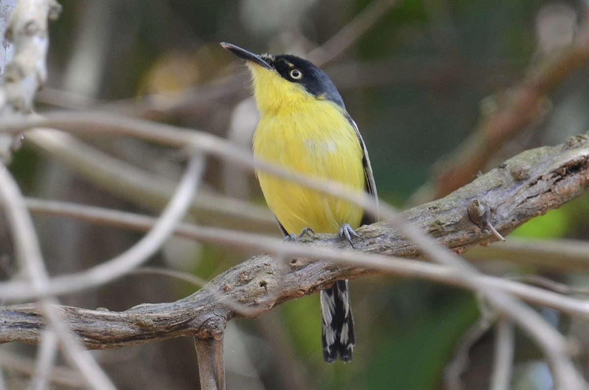 Common Tody-Flycatcher - ML505899991