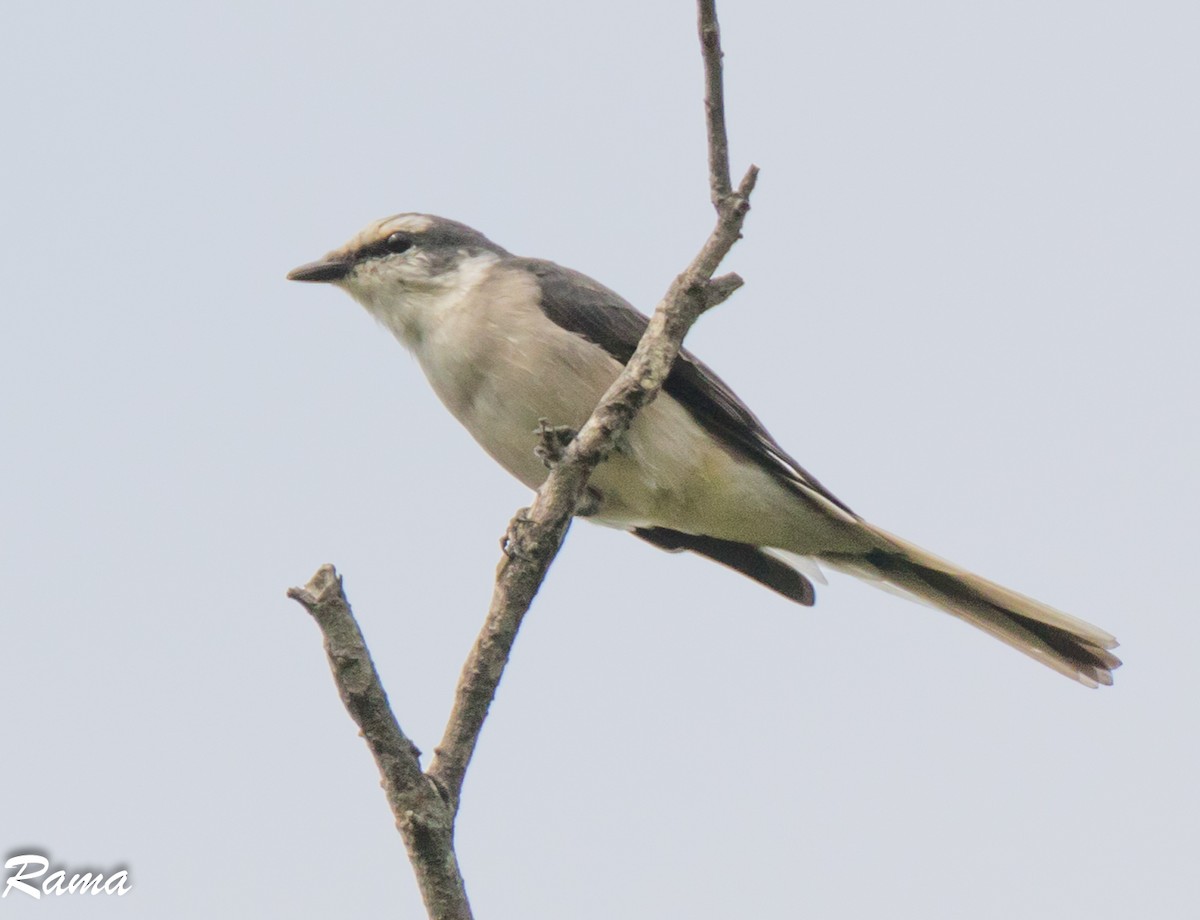 Brown-rumped Minivet - ML50590001