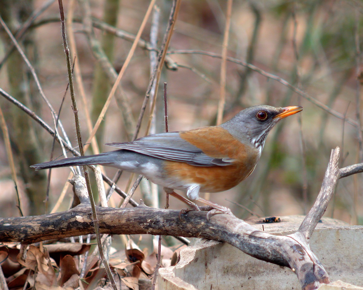 Rufous-backed Robin - ML505900131