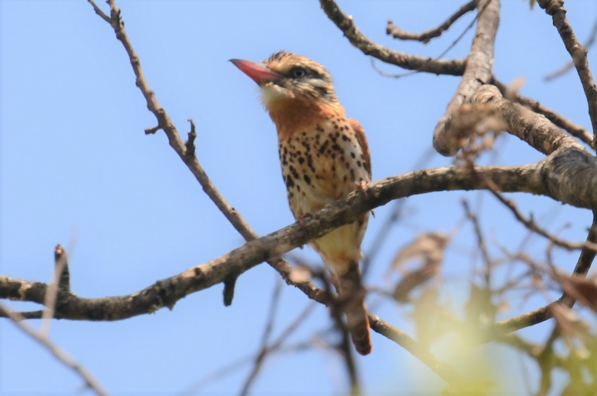 Spot-backed Puffbird - ML505900661