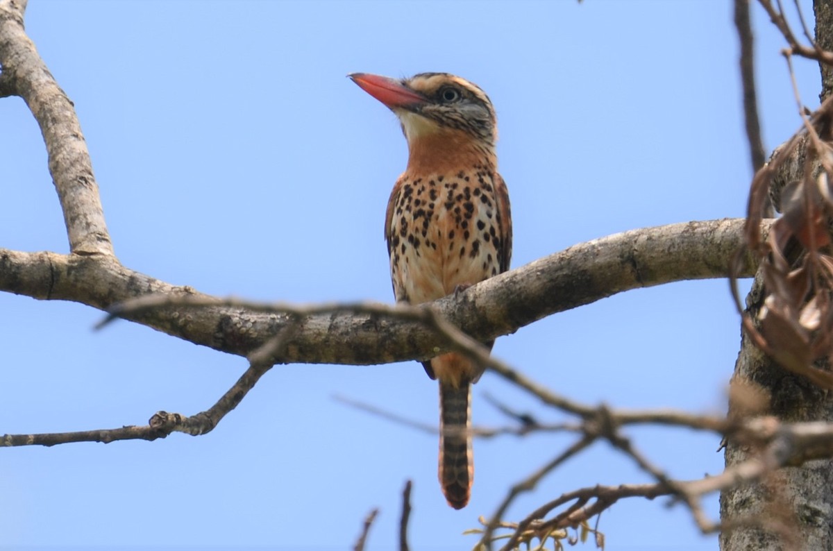 Spot-backed Puffbird - ML505900681