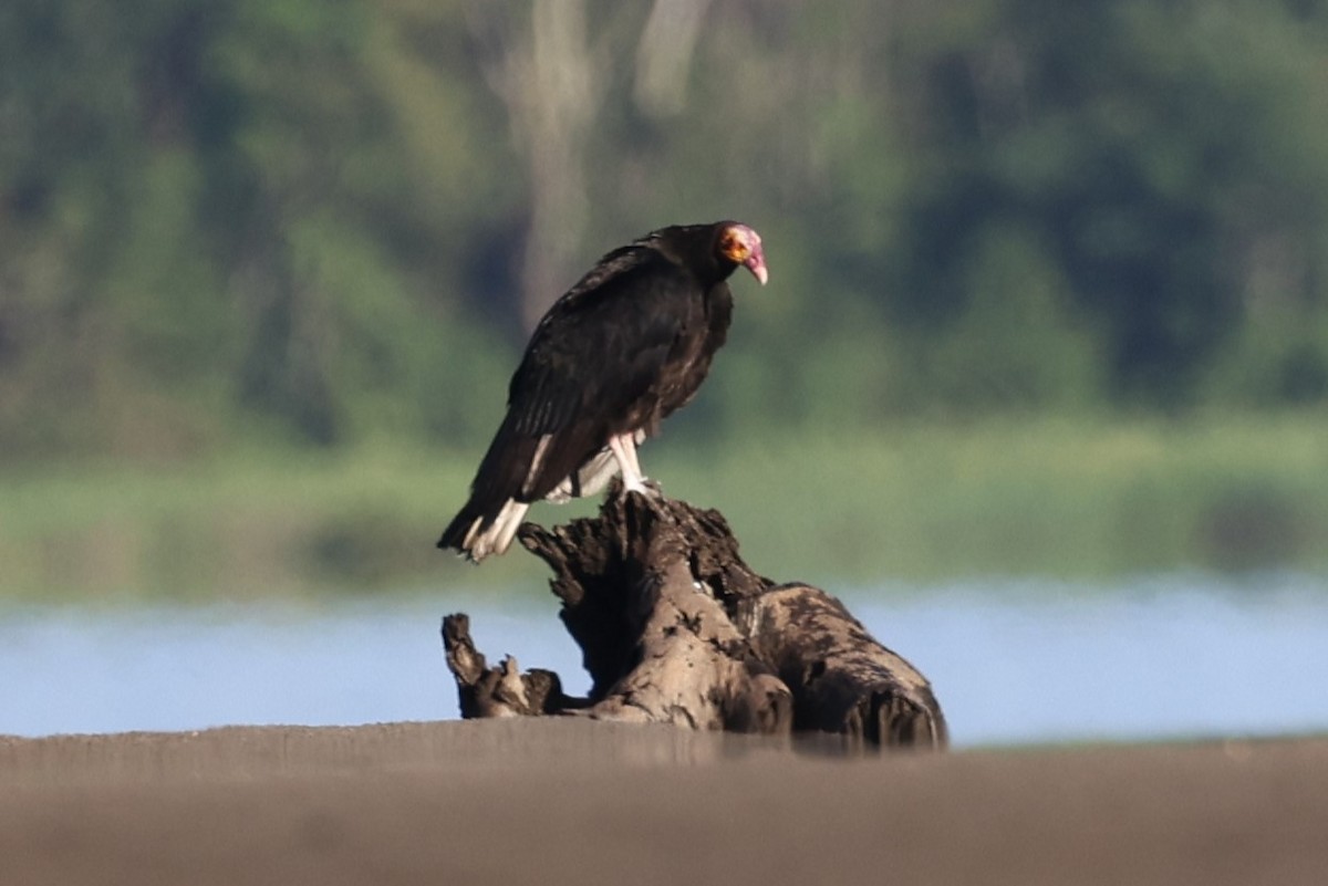 Lesser Yellow-headed Vulture - ML505900811