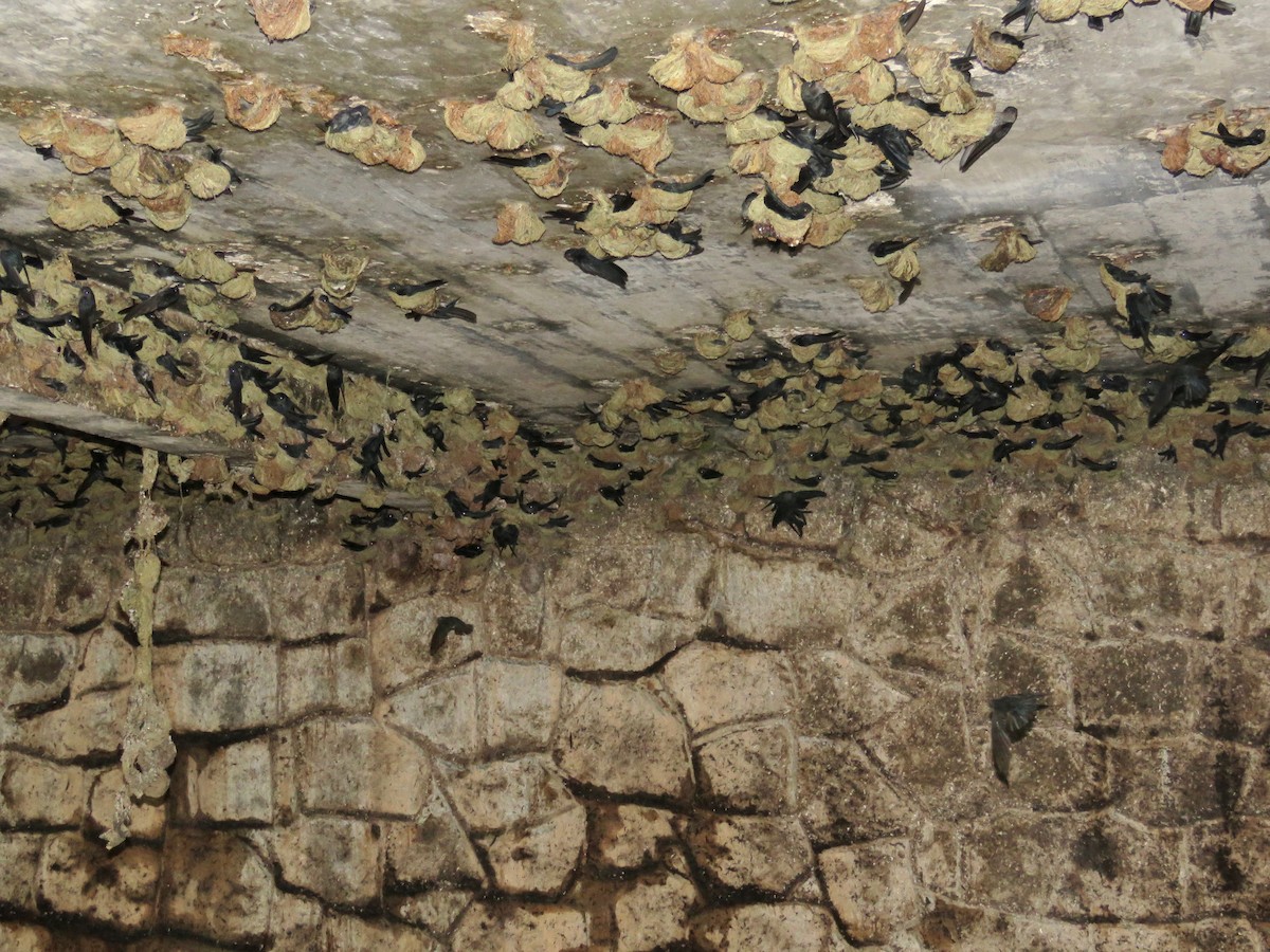 Plume-toed Swiftlet - GARY DOUGLAS