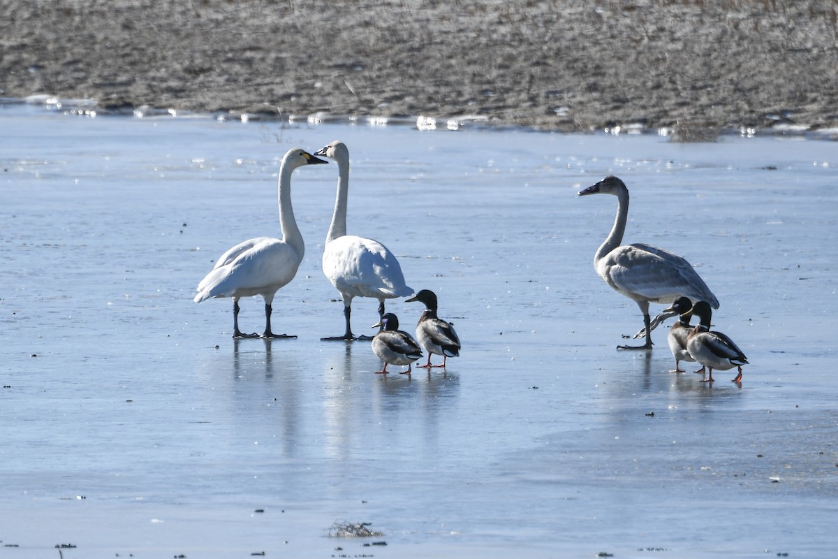 Tundra Swan - ML505901481