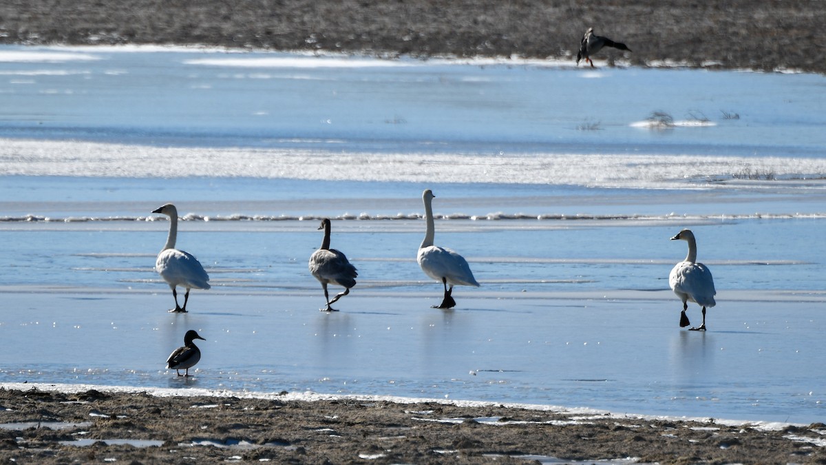 Tundra Swan - Hannah Criswell